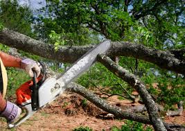 Best Tree Disease Treatment  in Scenic, AZ